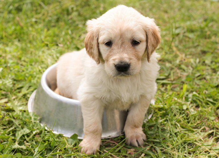 Dogy Dogy