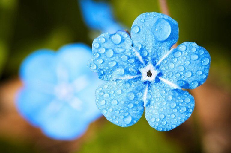 🌸 The Big Bloom – How Flowering Plants Changed th 🌸 The Big Bloom – How Flowering Plants Changed th