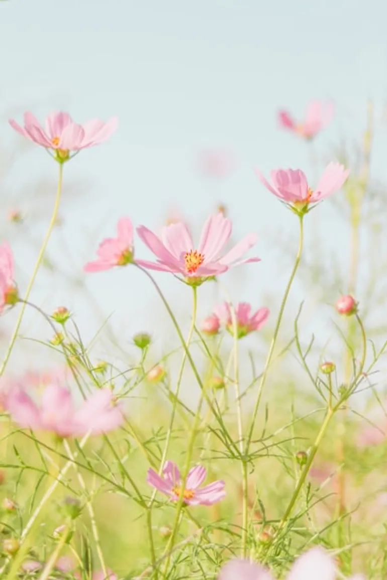 🌸 Spring Flowers: Nature’s Gentle Awakening 🌼