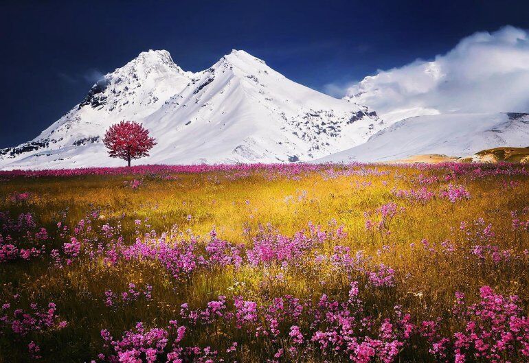 A colorful, conspicuous structure associated with 