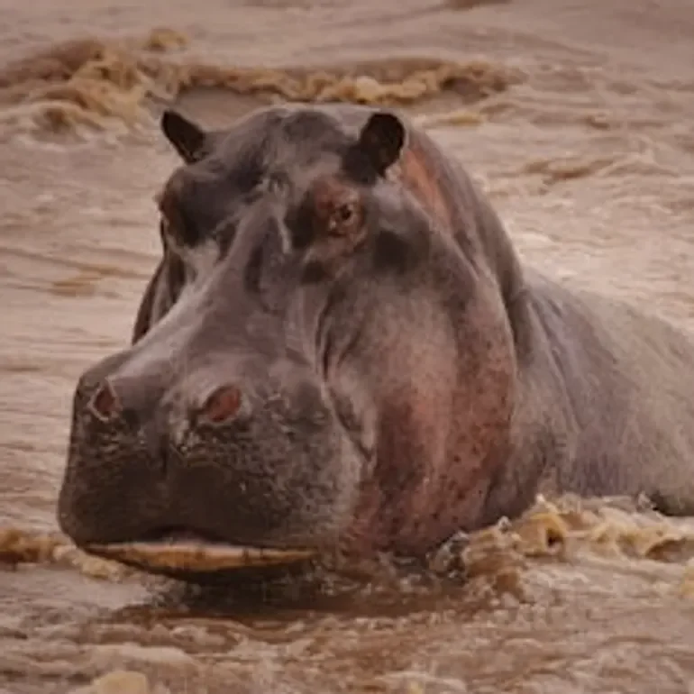 🦛 The Hippopotamus: 🦛 The Hippopotamus: