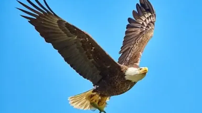 Birds Vocabulary — Language of the Sky